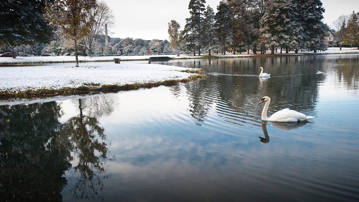 Two swans on Taylor lake in winter